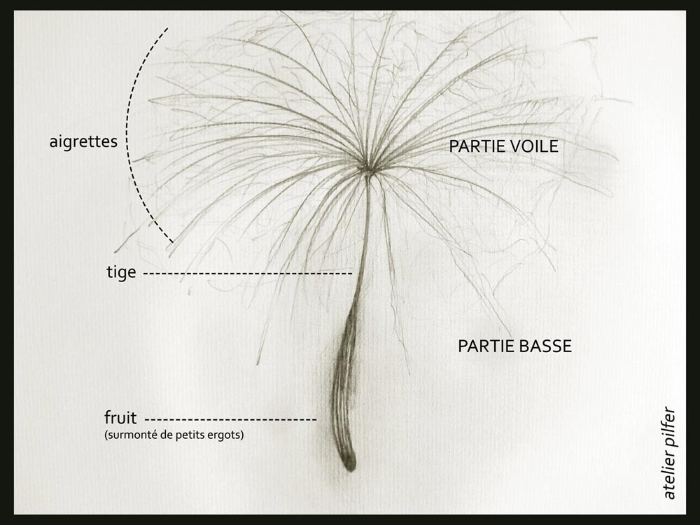 atelier pilfer pissenlit dessin