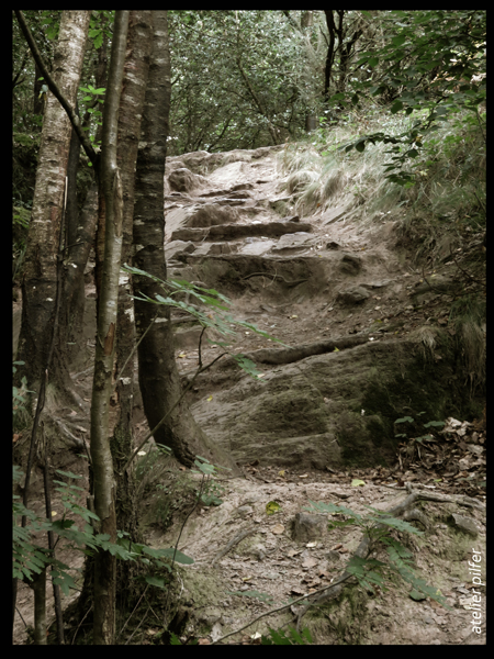 arbre foeret broceliande