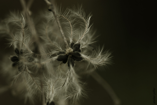 clematite des haies akenes 