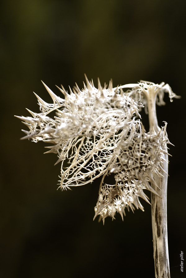 datura I