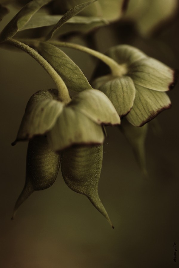 hellebore fetide II 